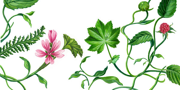 Broschüre Bergbauern Illustration Blumenranke