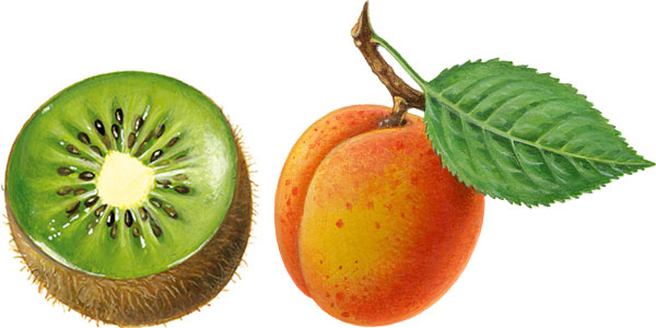 Illustration Kiwi Frucht Aprikose